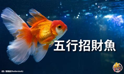 風水魚 數量